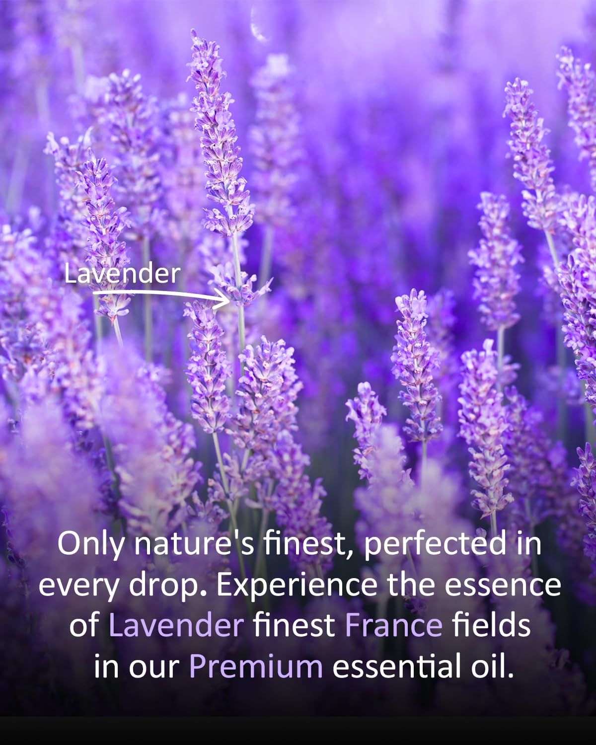 Lavender Essential Oil 4 Fl Oz S9123