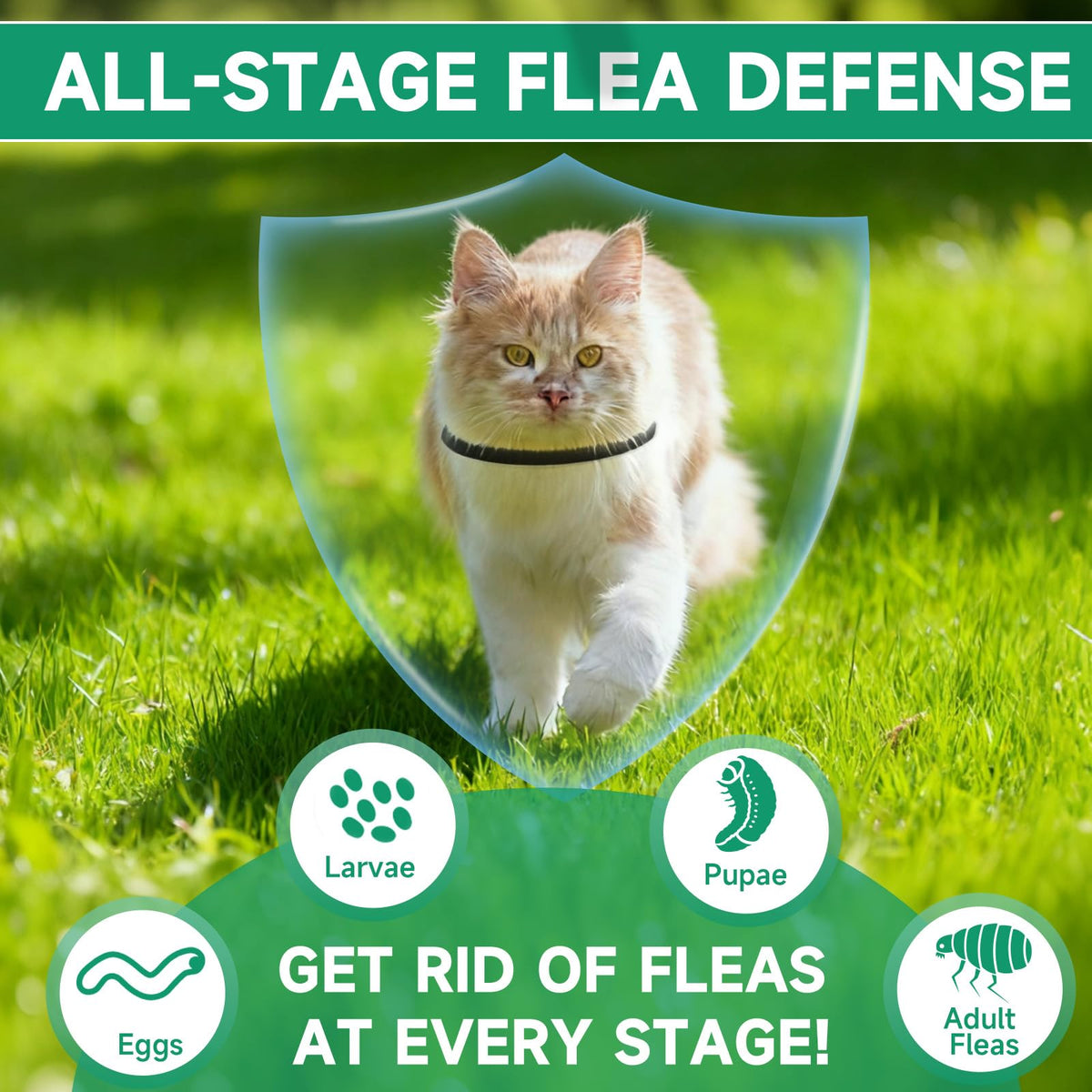 Black 4-Pack Cat Flea and Tick Collar G4432