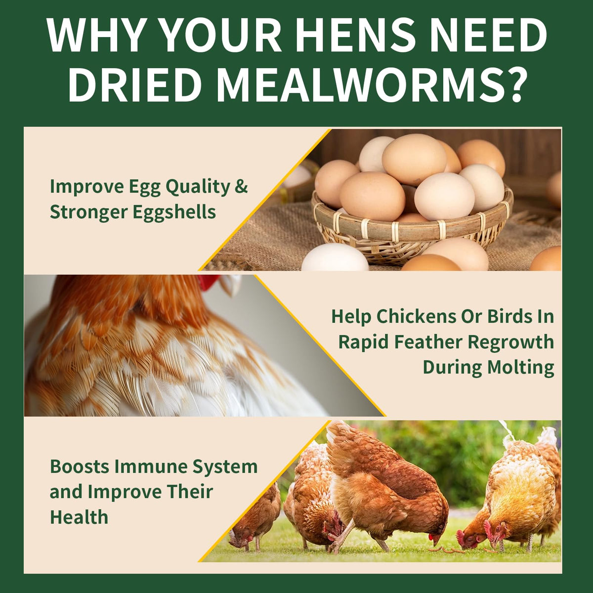20LB Dried Mealworms L14217