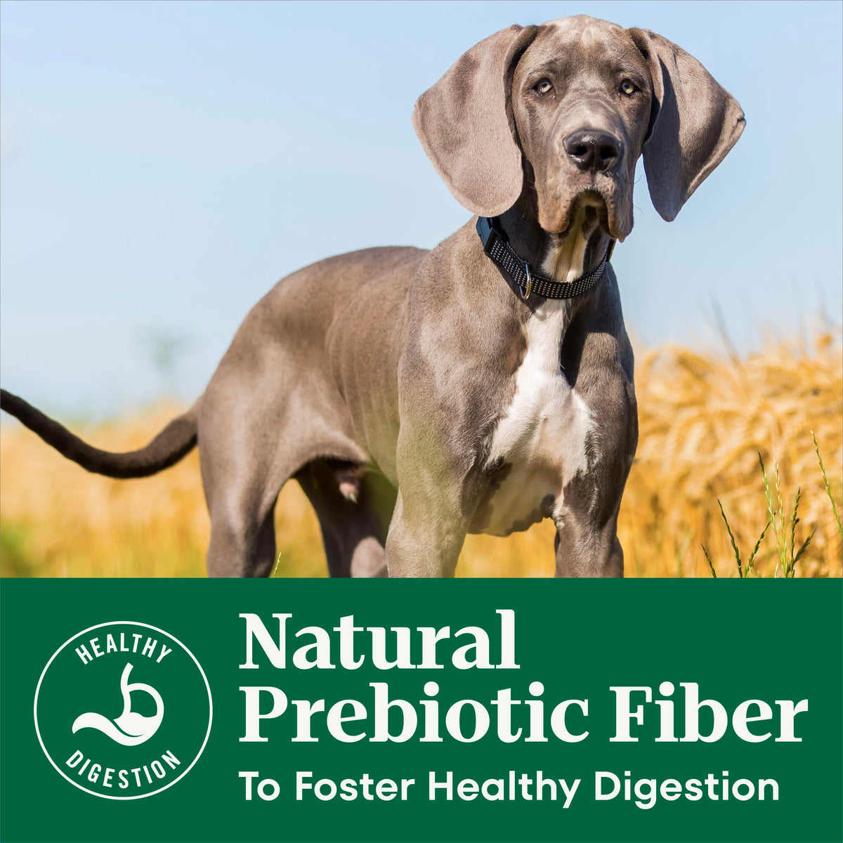 Puppy Dry Dog Food Chicken & Brown Rice 5 lb Q52253