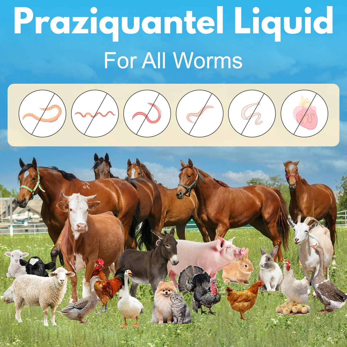Praziquantel Dewormer 100 mL Y6513
