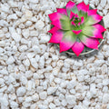 Perlite for Plants, Extra Coarse Grade 4 Horticultural Perlite, 3 quarts L9391